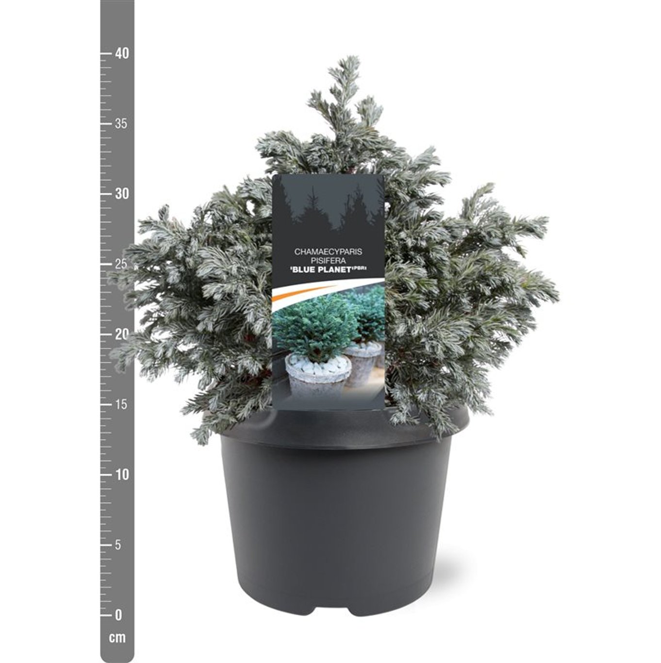 Ädelcypress – Chamaecyparis pisifera 'Blue Planet' - C3 25-30 CM